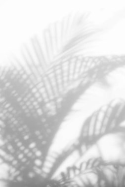 Beyaz duvardaki gölge palmiye yapraklarının soyut arkaplanı. 