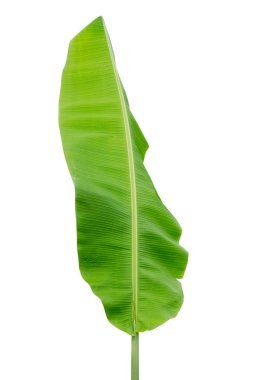 Beyaz arkaplanda muz yaprağı izole