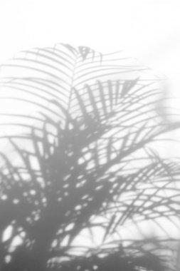 Beyaz duvardaki gölge palmiye yapraklarının soyut arkaplanı.