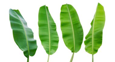 Beyaz arkaplanda muz yaprağı izole