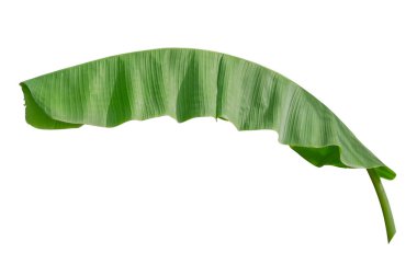 Beyaz arkaplanda muz yaprağı izole