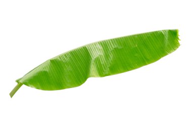 Beyaz arkaplanda muz yaprağı izole