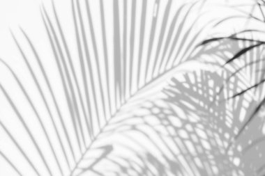 Beyaz duvardaki gölge palmiye yapraklarının soyut arkaplanı.