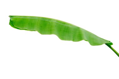 Beyaz arkaplanda muz yaprağı izole