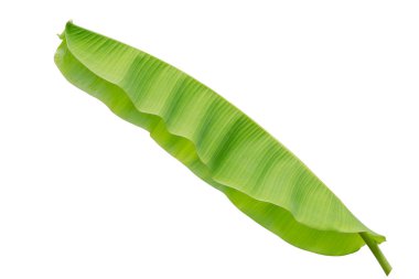 Beyaz arkaplanda muz yaprağı izole