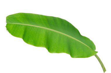 Beyaz arkaplanda muz yaprağı izole