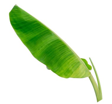 Beyaz arkaplanda muz yaprağı izole
