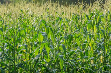 Tarım bahçesindeki yeşil mısır tarlası