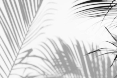 Beyaz duvardaki gölge palmiye yapraklarının soyut arkaplanı.