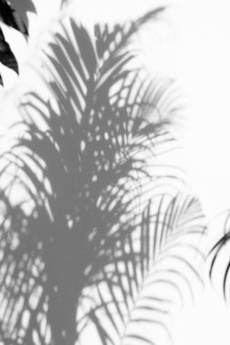 Beyaz duvardaki gölge palmiye yapraklarının soyut arkaplanı. 