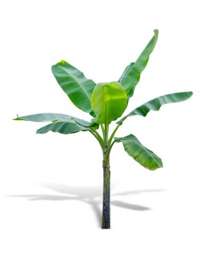 Beyaz arkaplanda izole edilmiş muz ağacı. 