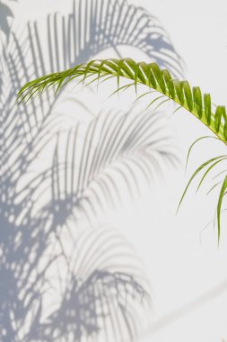 palmiye yaprakları ve beyaz bir duvar üzerinde gölgeler