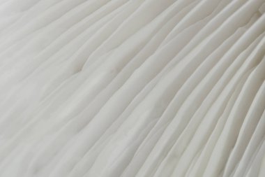 arka plan makro resim Sajor-caju mantar