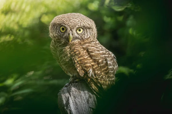 Sabahları güdük üzerinde yakalı owlet (Glaucidium brodiei) duran