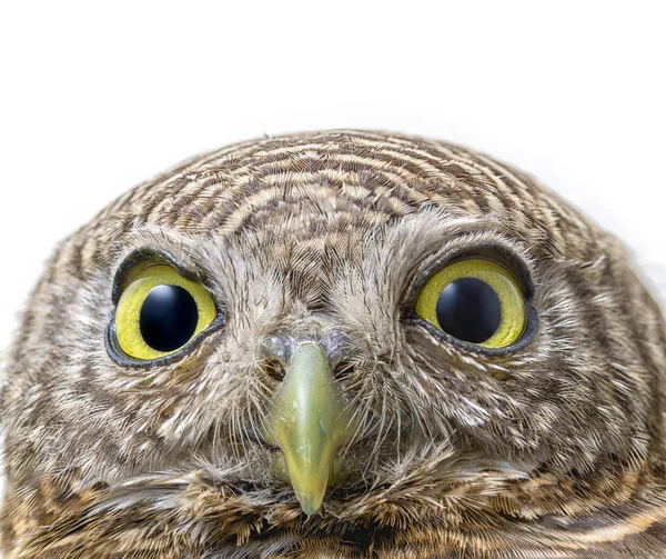 흰색 배경 (Glaucidium brodiei에 체포 되었던된 owlet의 얼굴) — 스톡 사진