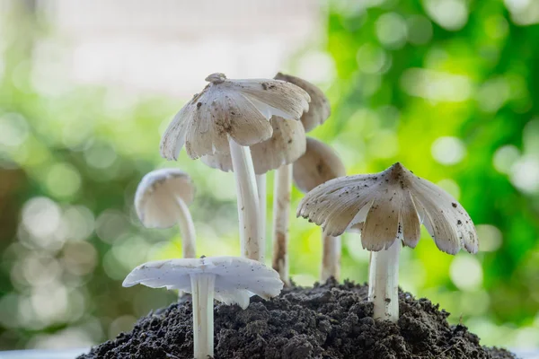 Tayland yeşil orman topraktan büyüyen taze termit mantar.