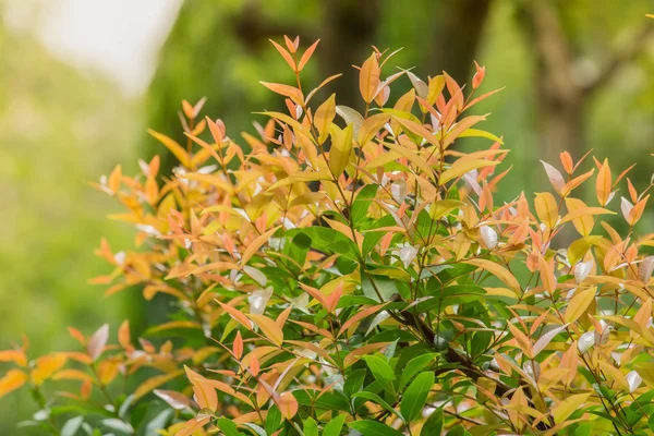 Yumuşak krem kahverengi ağaç vardır.