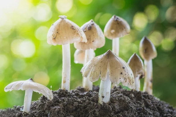 Tayland yeşil orman topraktan büyüyen taze termit mantar. 