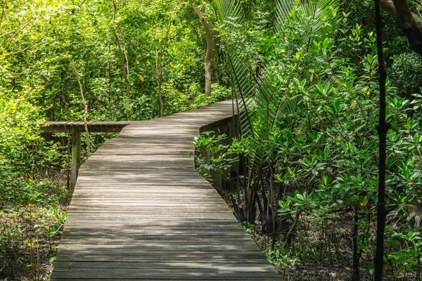 Mangrov orman ormanda Bridge'de ile ahşap zemin.