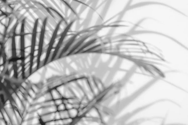 Abstraktní pozadí stínů palmové listy na bílé stěně. — Stock fotografie