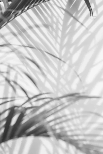 하얀 벽에 야자나무 잎을 드리우는 그림자의 추상적 인 배경. — 스톡 사진