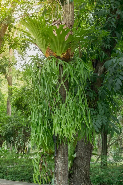 Platycerium holttumii Joncheere & Hennipman (dalam bahasa Inggris). POLYPODIACEE — Stok Foto