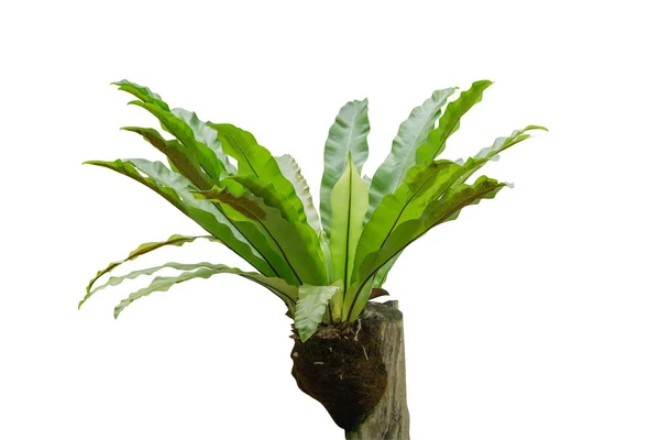 Samambaia (Asplenium nidus) em madeira seca isolada sobre fundo branco — Fotografia de Stock