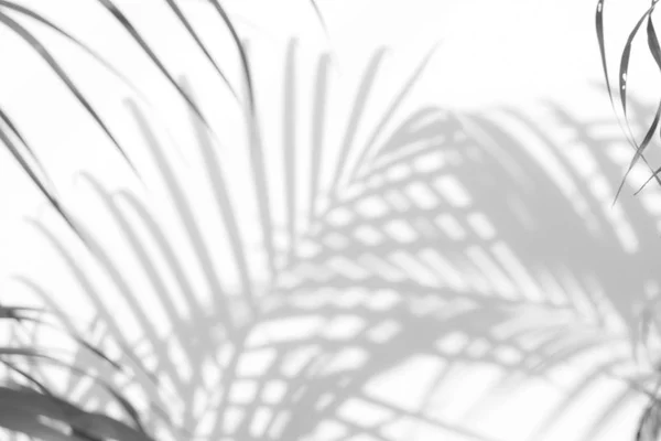 白色墙壁上的阴影棕榈叶的抽象背景. — 图库照片