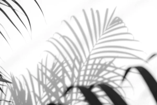 Fond abstrait d'ombres feuilles de palmier sur un mur blanc. — Photo