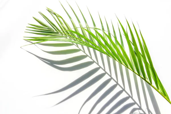 Palmblätter und Schatten auf einer weißen Wand — Stockfoto
