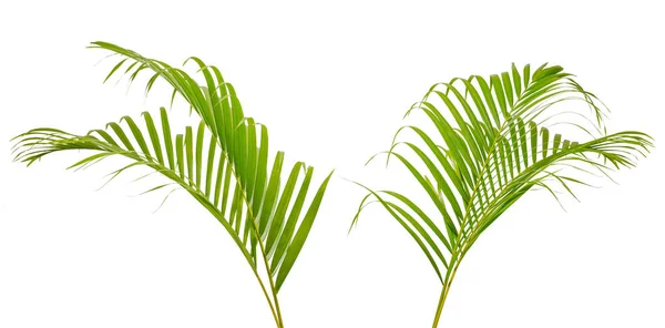 Hoja de palma verde aislada sobre fondo blanco. —  Fotos de Stock
