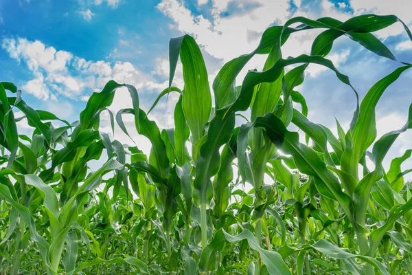 Tarım bahçesindeki yeşil mısır tarlası
