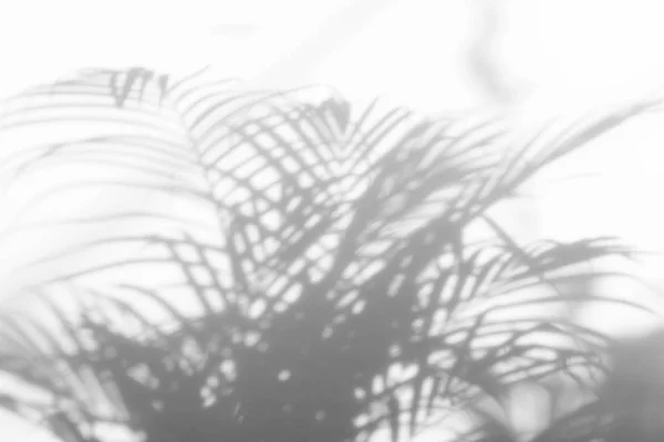 Абстрактный фон теней пальмовых листьев на белой стене. — стоковое фото
