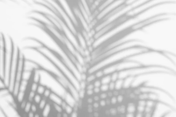 abstract background of shadows palm leaves on a white wall.