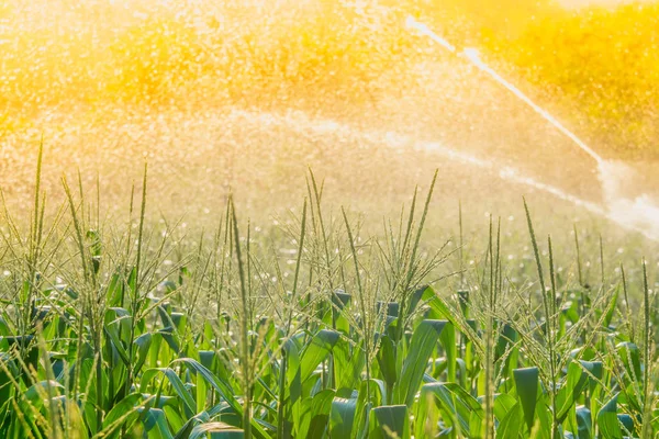Regar o campo de milho no jardim agrícola pelo springer da água — Fotografia de Stock
