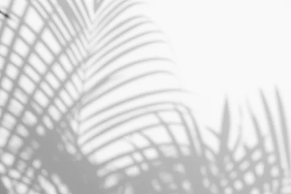 Sfondo astratto di ombre foglie di palma su una parete bianca. — Foto Stock