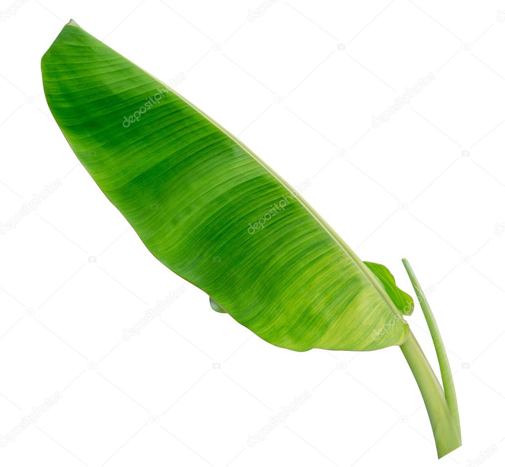 banana leaf isolated on white background