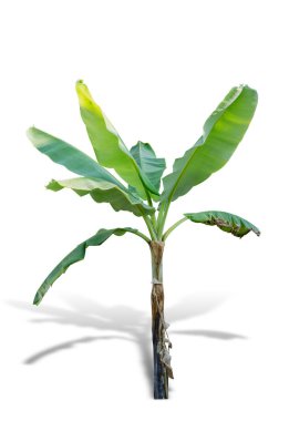 Beyaz arkaplanda izole edilmiş muz ağacı. 