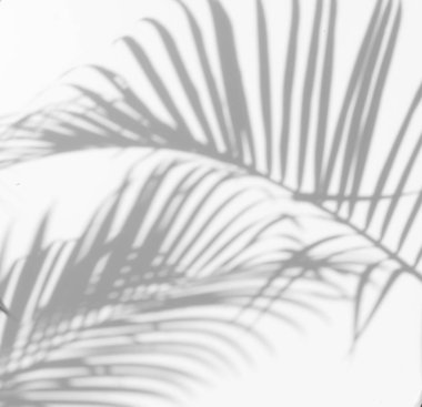Beyaz bir duvardaki gölge palmiye yaprağının soyut arkaplanı. 