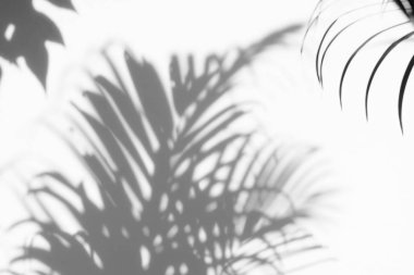 Beyaz duvardaki gölge palmiye yapraklarının soyut arkaplanı.