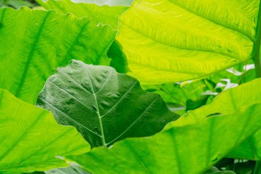 Arka plan ile güneşin parlayan ve yenileme yeşil yaprak. 