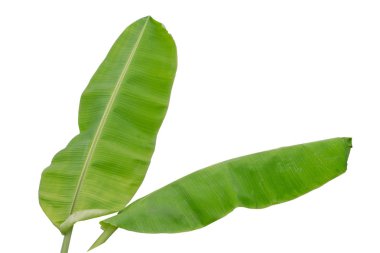 Beyaz arkaplanda muz yaprağı izole