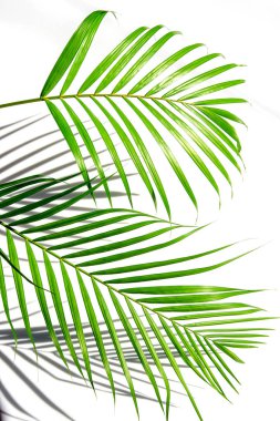 Beyaz arka planda yeşil palmiye yaprağı ve gölgeler