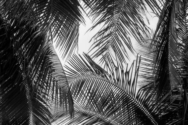 Beyaz arka plan üzerinde beyaz ve siyah Hindistan cevizi avuç içi yaprak soyut