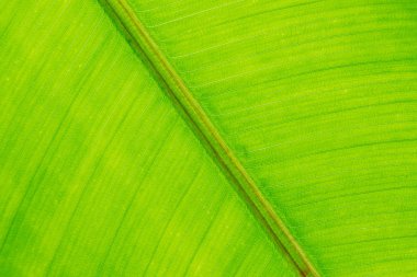 yeşil muz yaprağı dokusu arkaplanı