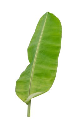 Beyaz arkaplanda muz yaprağı izole
