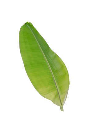 Beyaz arkaplanda muz yaprağı izole