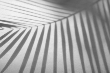 Beyaz bir duvardaki gölge palmiye yaprağının soyut arkaplanı. 