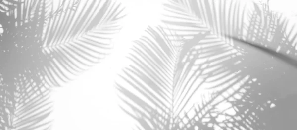 Fond abstrait d'ombres feuille de palmier sur un mur blanc. — Photo