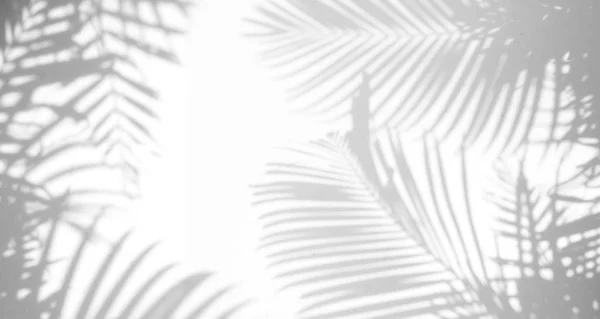Fond abstrait d'ombres feuille de palmier sur un mur blanc. — Photo